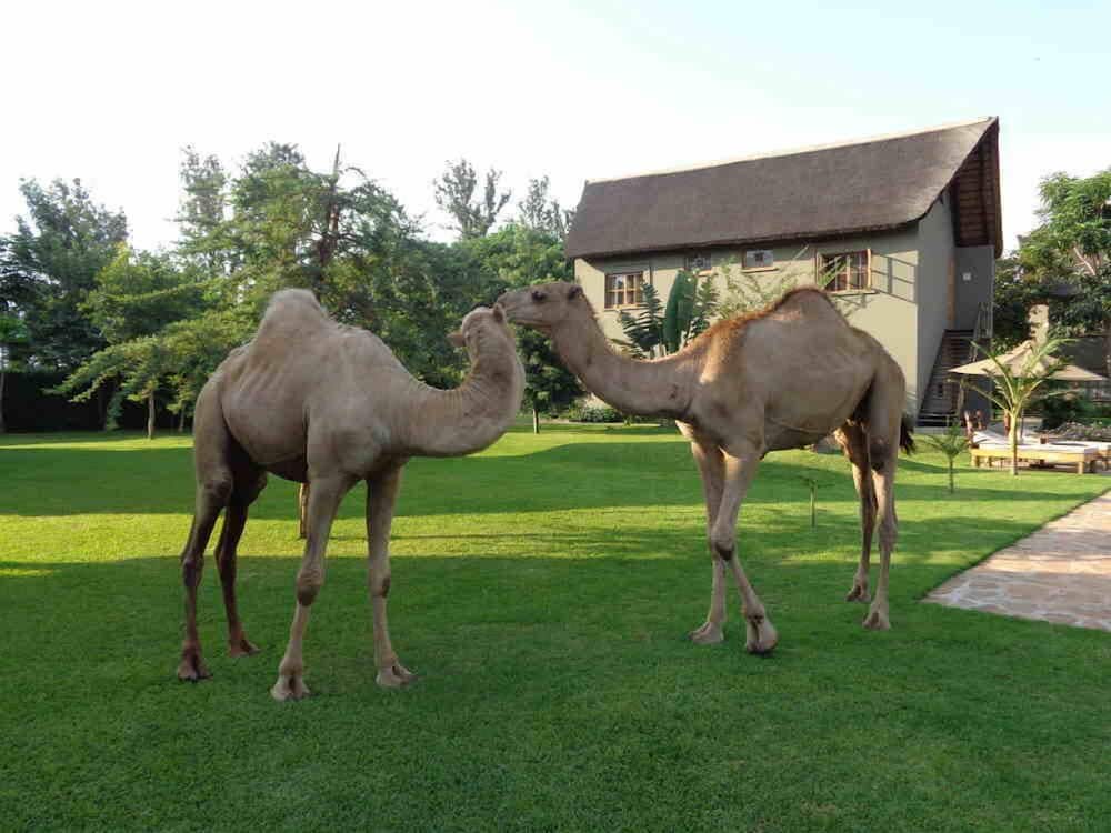 Weru Weru River Lodge