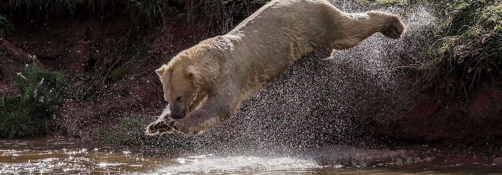 Doncaster Vacations - Hex Wildlife Hotel - Property Image 18