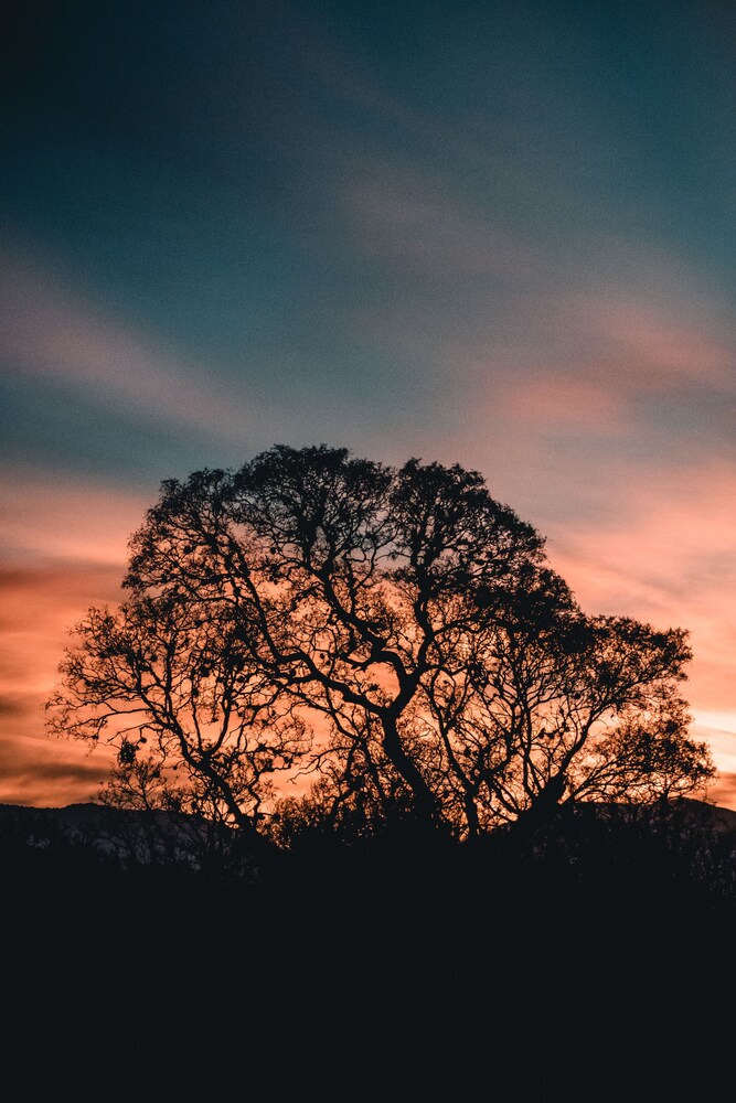 La Ceiba