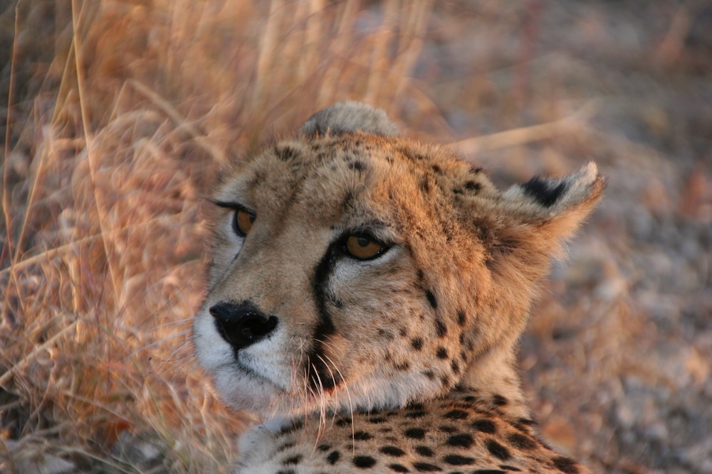 Aloegrove Safari Lodge
