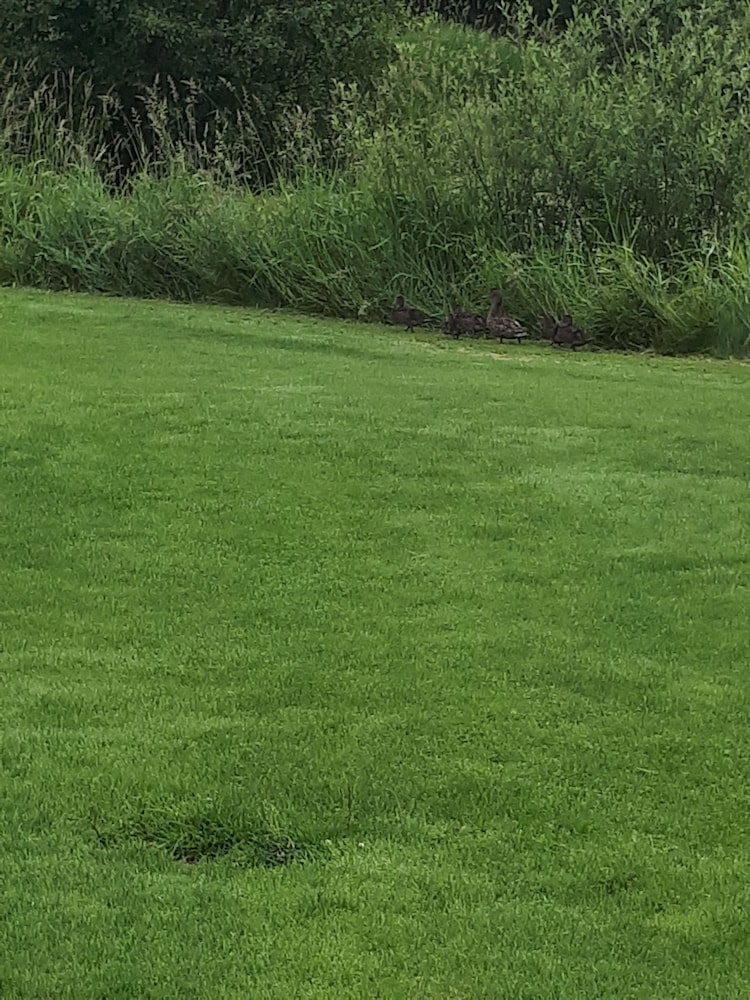 Wells Gray Golf resort and RV park