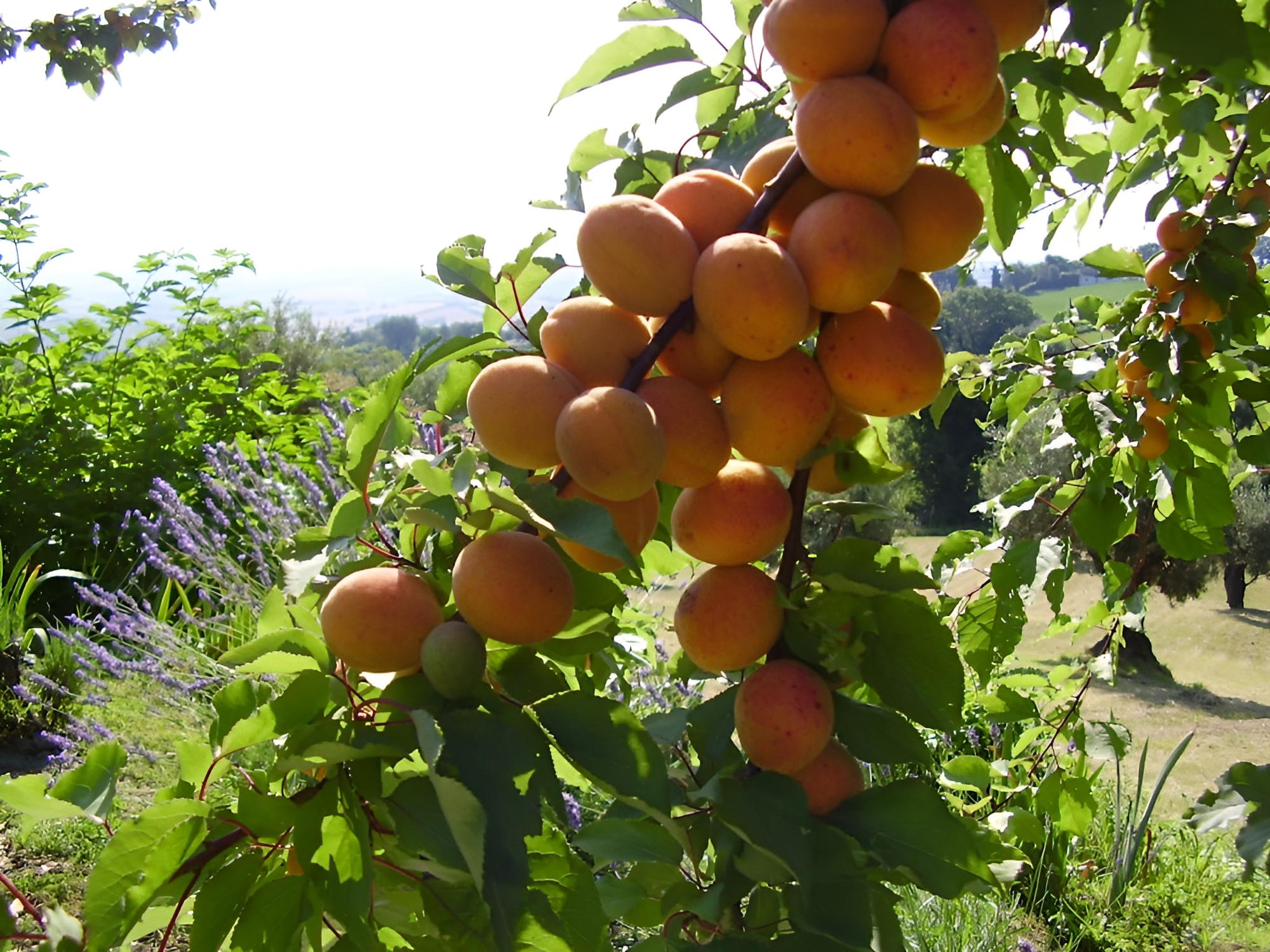 Il Sorger del Sole