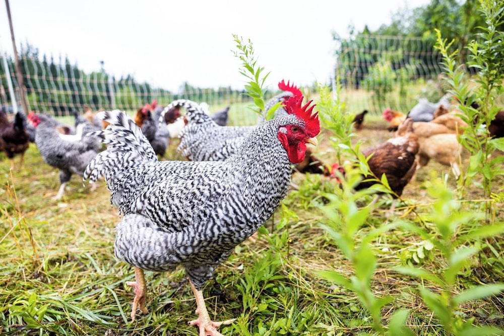 Upper Humber Settlement A FarmStay BNB