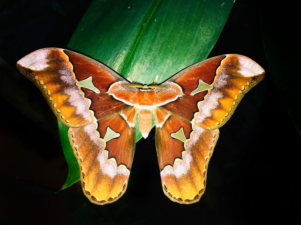Las Arrieras Nature Reserve