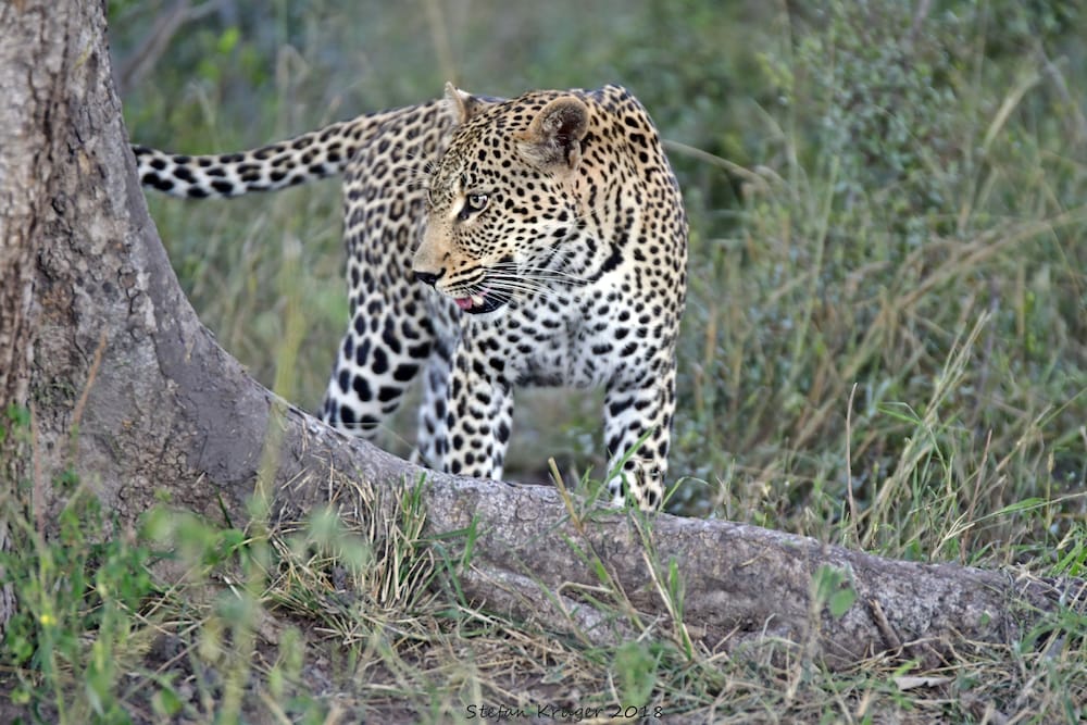 Simbavati River Lodge
