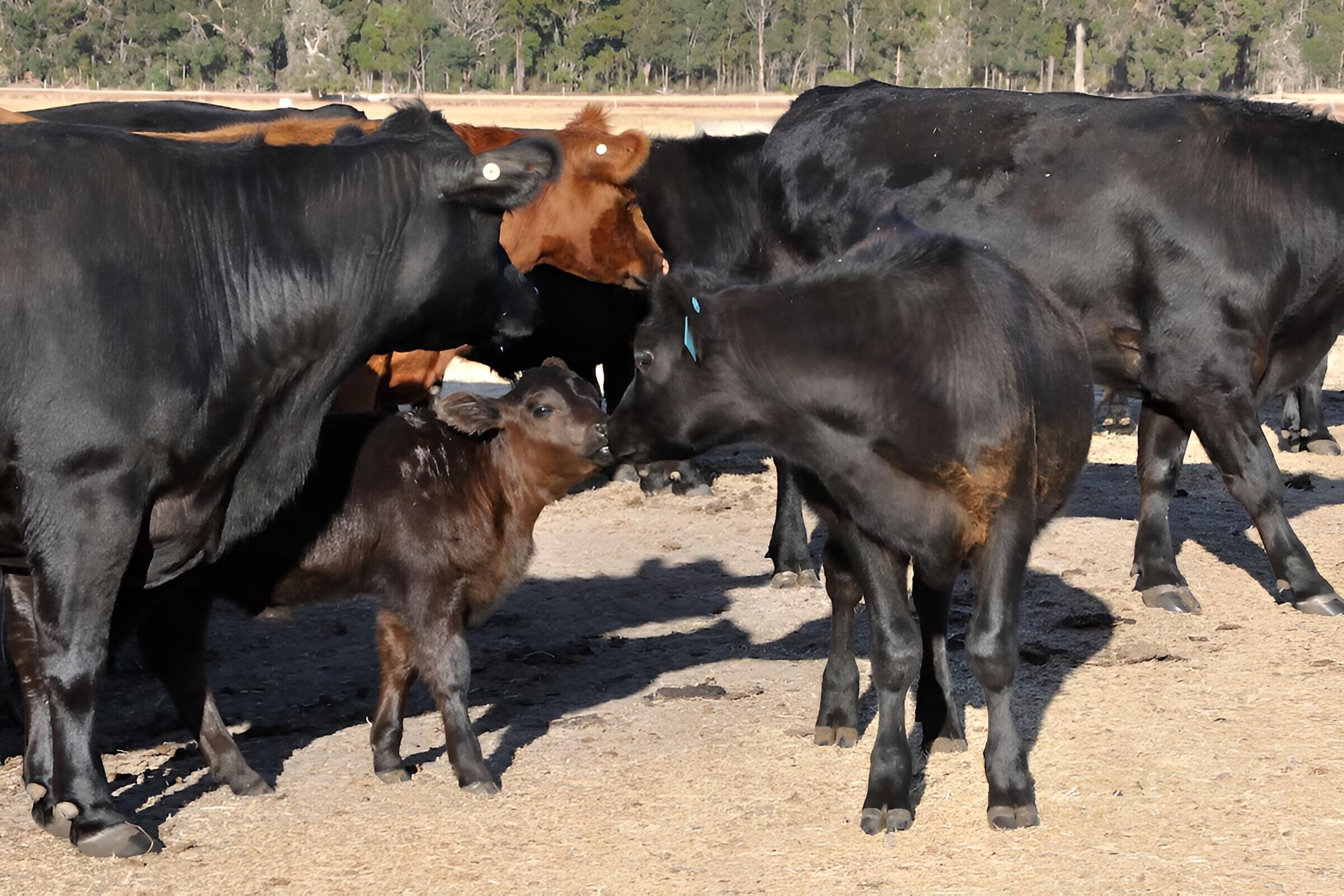 Wilga Farm Stay
