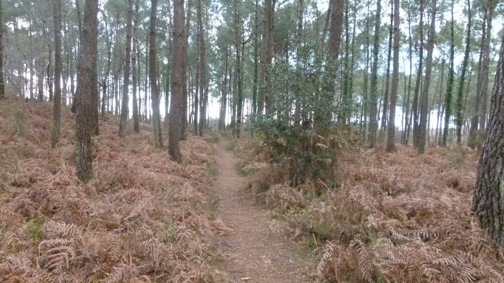 Photo 25