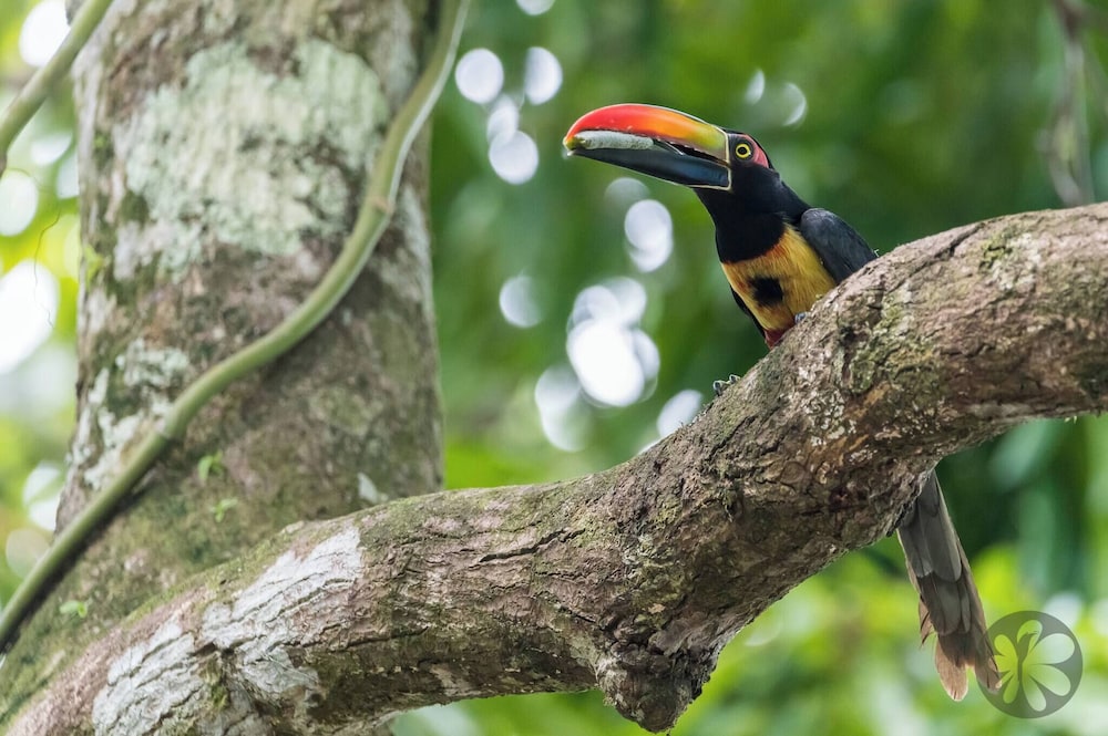 Villa Bruno - Terrace - Jungle - Birdwatching