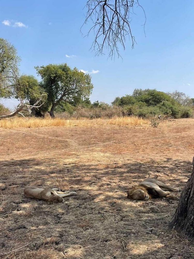Royal South Luangwa Safaris Lodge