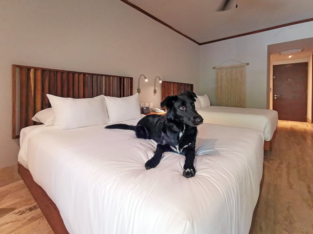 Kimpton Aluna Tulum, an IHG Hotel - Property Image 144