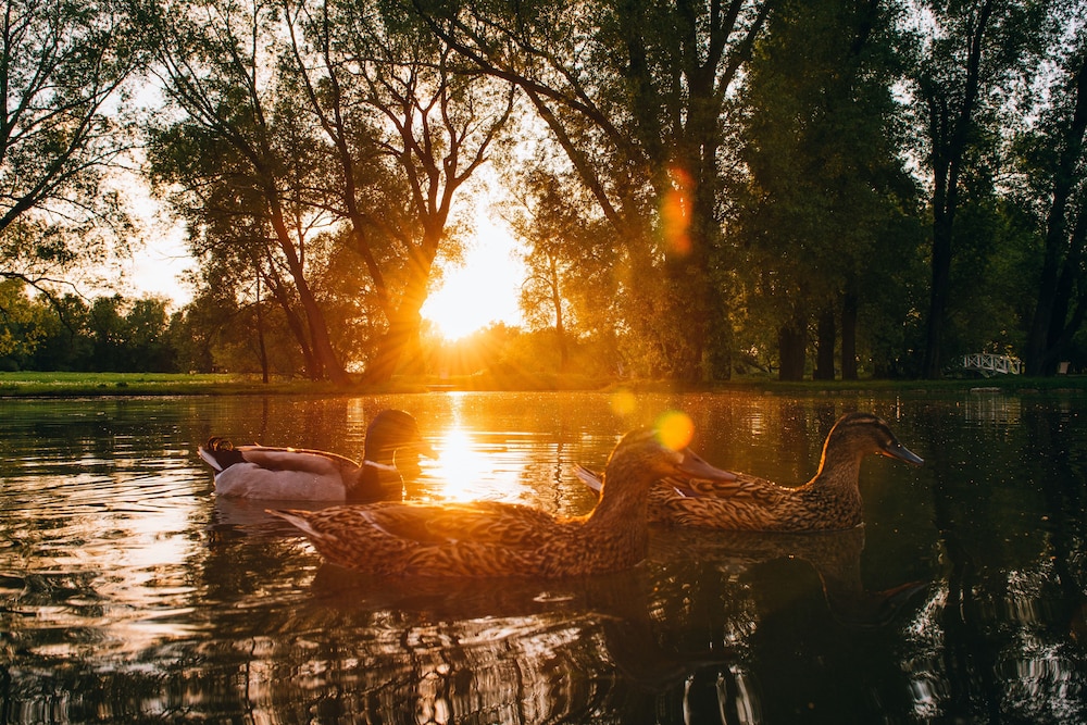 Usadba Skornyakovo-Arhangelskoye