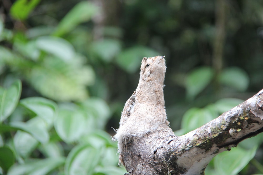 Green forest Ecolodge