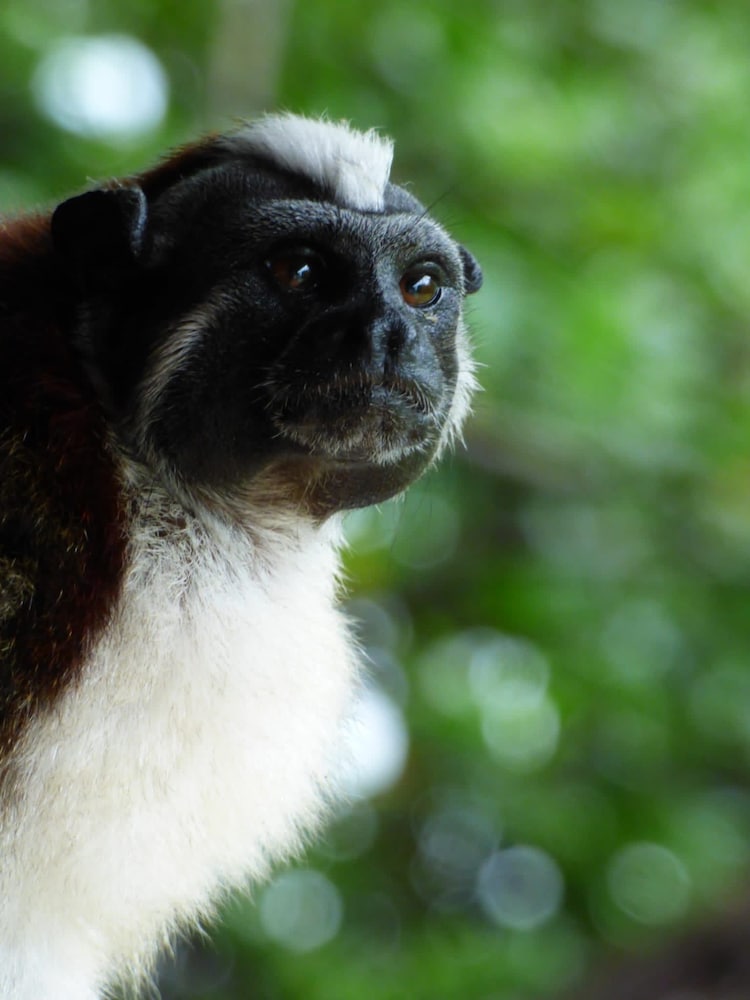 Urraca Monkey Island Eco Resort