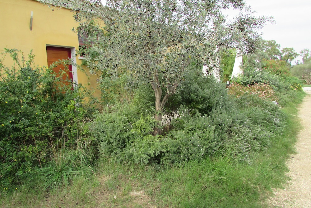 Cavalli di S'Arcaite