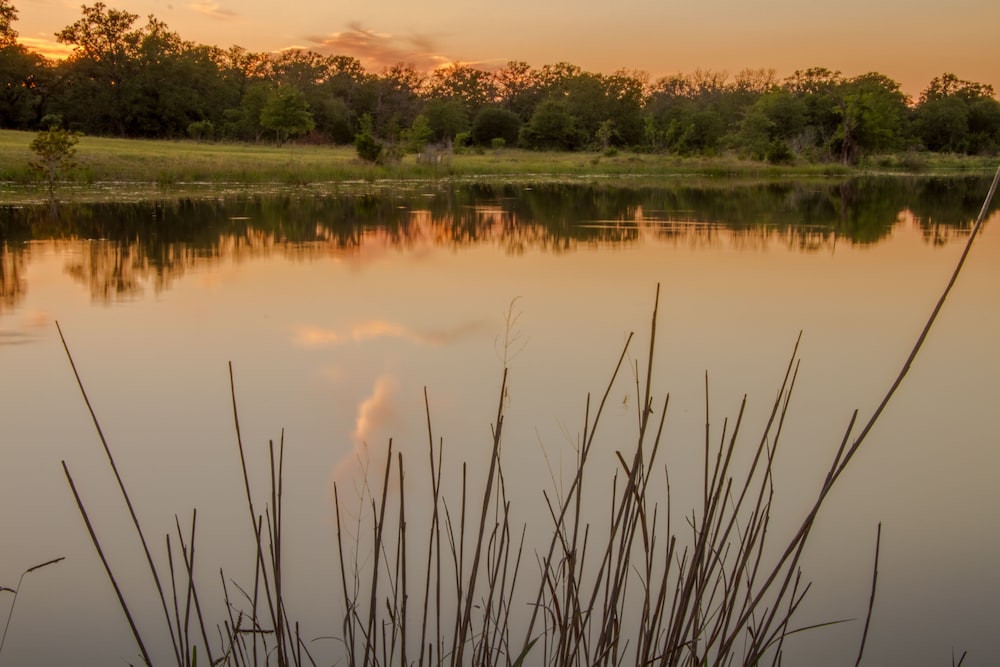 Night Bird Ranch