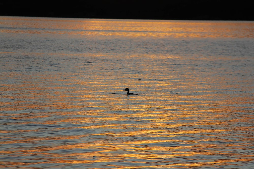 Lagoa Nômade