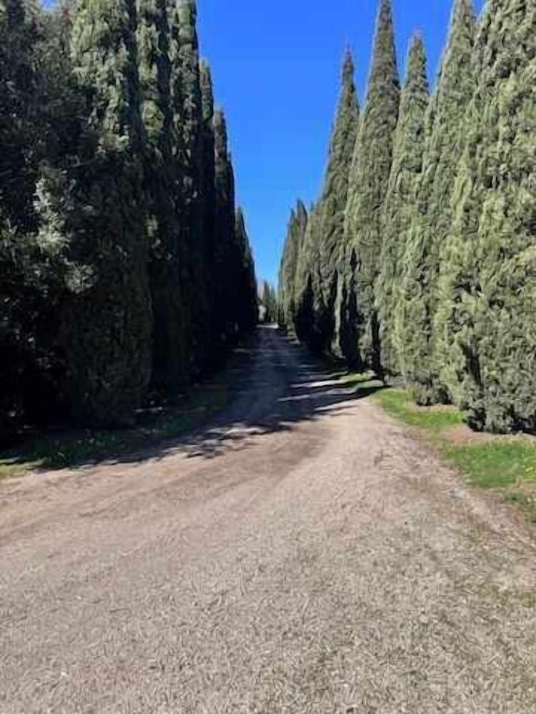 New Estate of Joy a Magnificent Historic Villa Near Rome on Glorious Ground Pool and Olives Galore