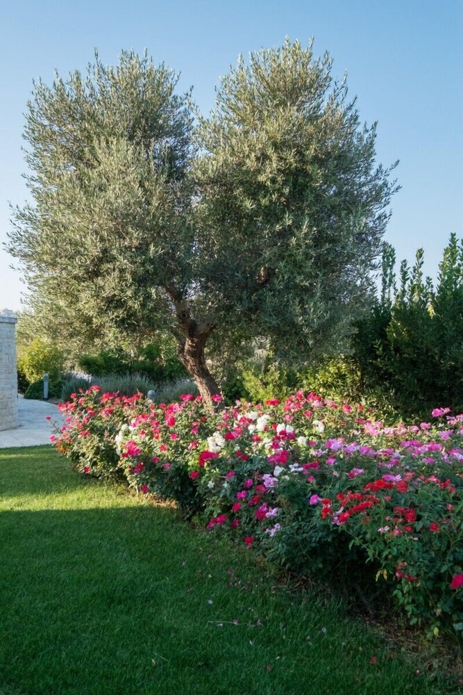 Tenuta Odegitria