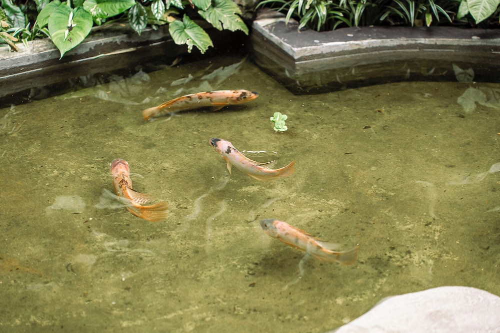 Barong Retreat Villa Ubud with Hammock Terrace, Garden & Koi Pond