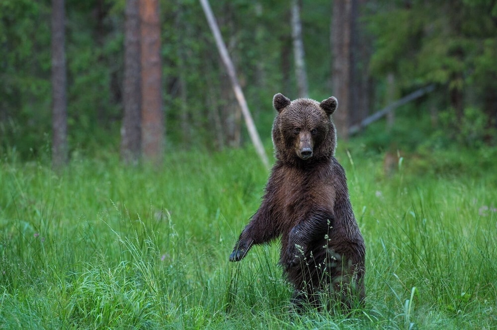 Bear Watching and Photography Hide