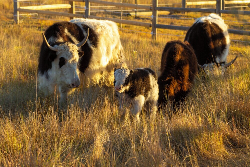 Yak Ranch w/ Mountain Views, Near Wellington!