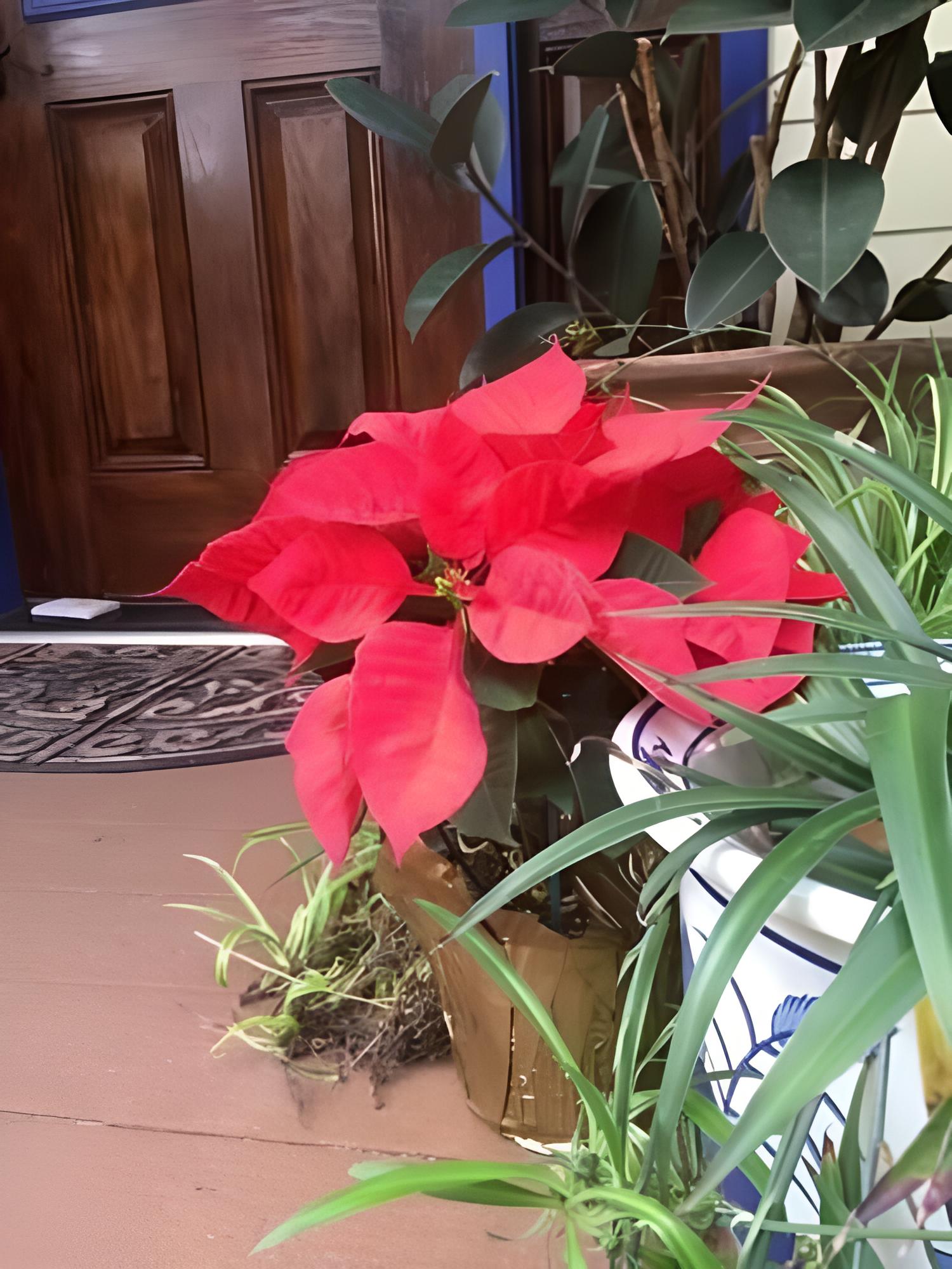 Photo 15