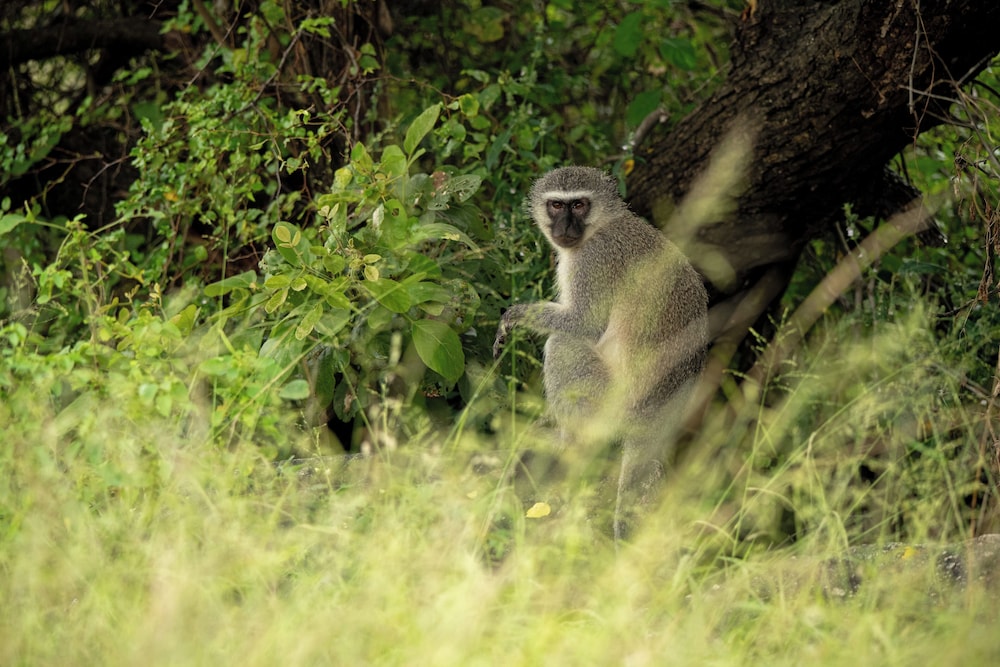 aha Skukuza Safari Lodge