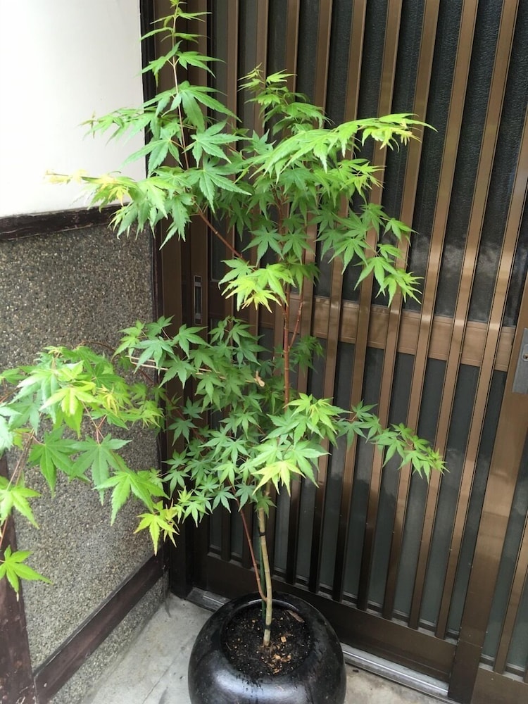 Kyoto Guest House WAON