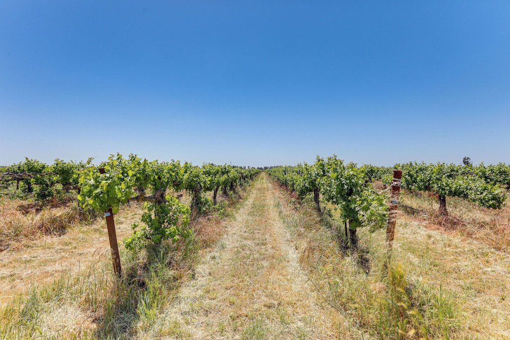8 Mi to Lodi Lake: Luxe Home w/ On-site Vineyard