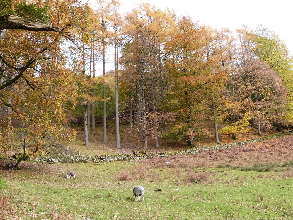 Cherry - Woodland Cottages