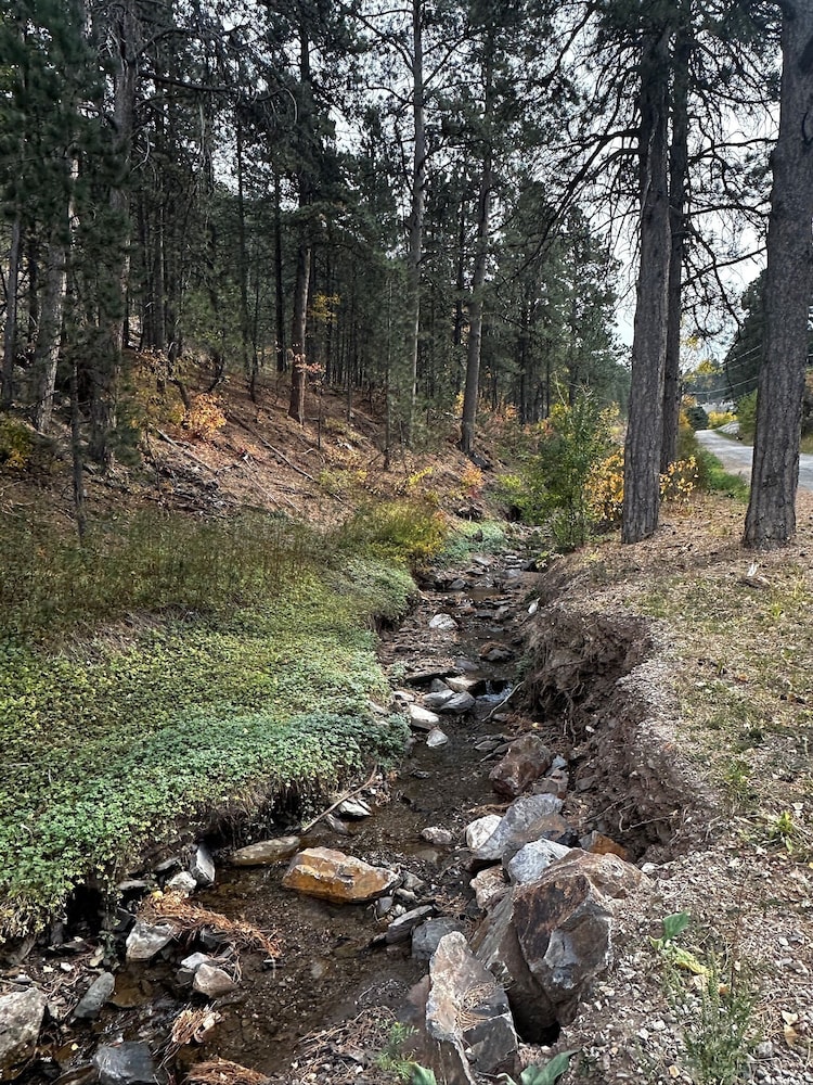 Ponderosa Pines