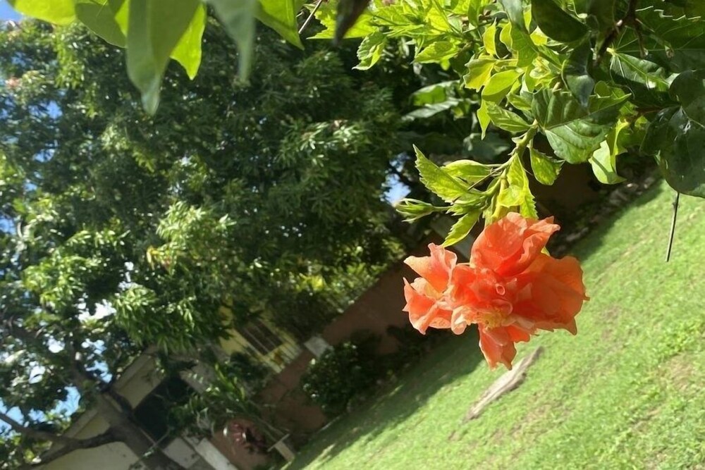 Photo 38