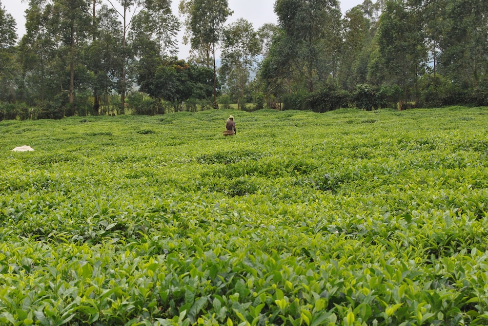 The Crested Crane Bwindi