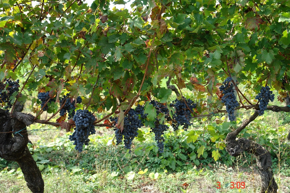 Tenuta Il Corno