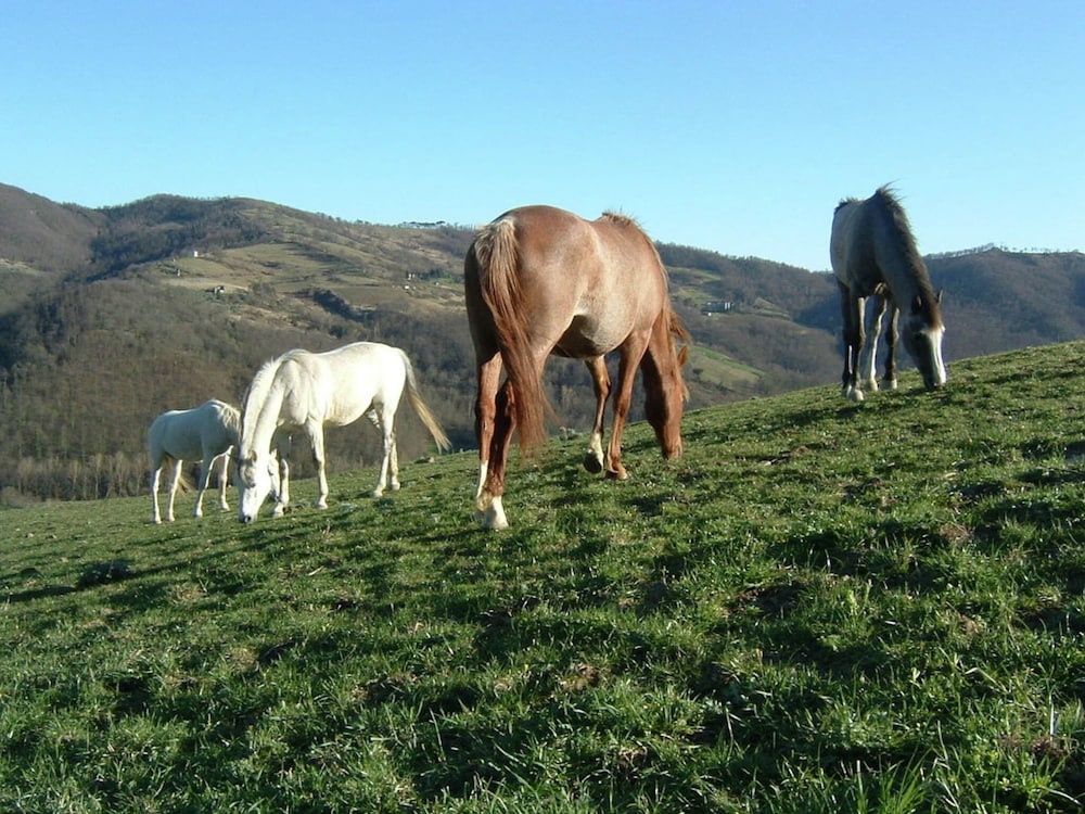 Farmhouse With Stables, Horses and the Ability to Make Horseback Riding