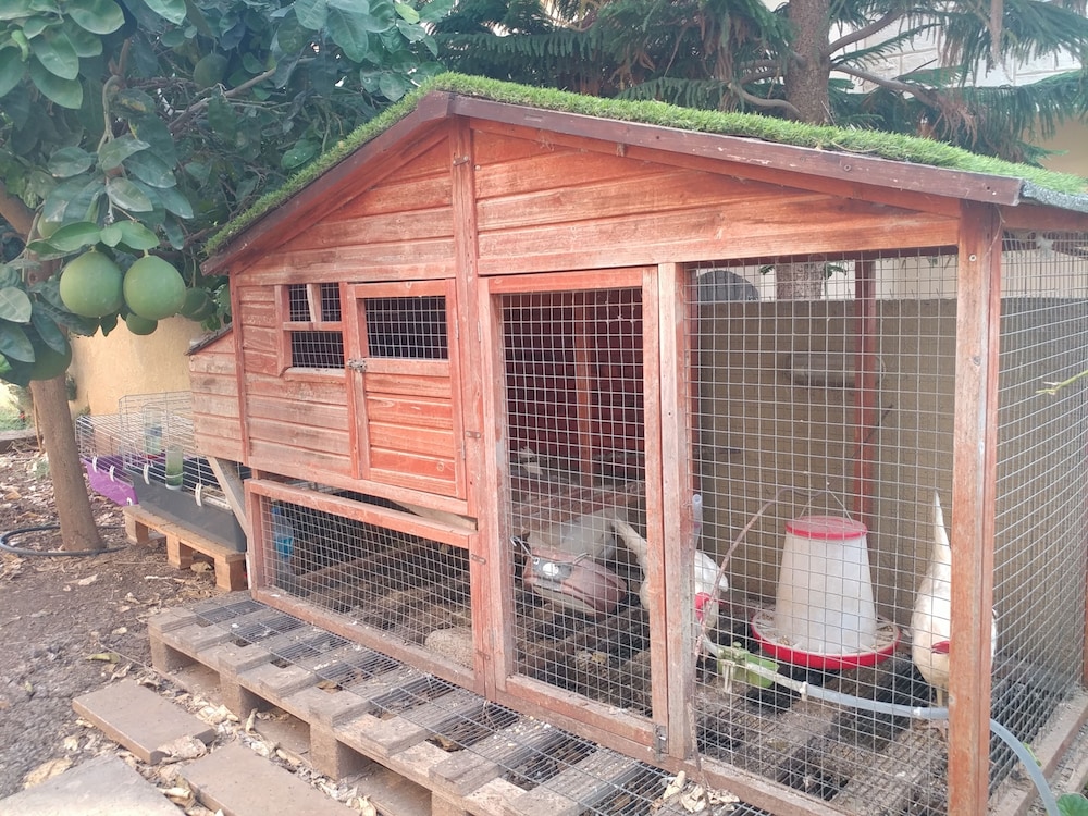 Assaf's Cabin