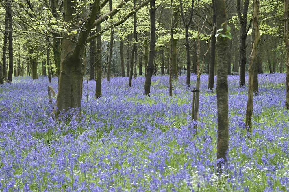 Marlborough Vacations - Perfect Cottage Hideaway in the Divine Pewsey Vale - Property Image 35