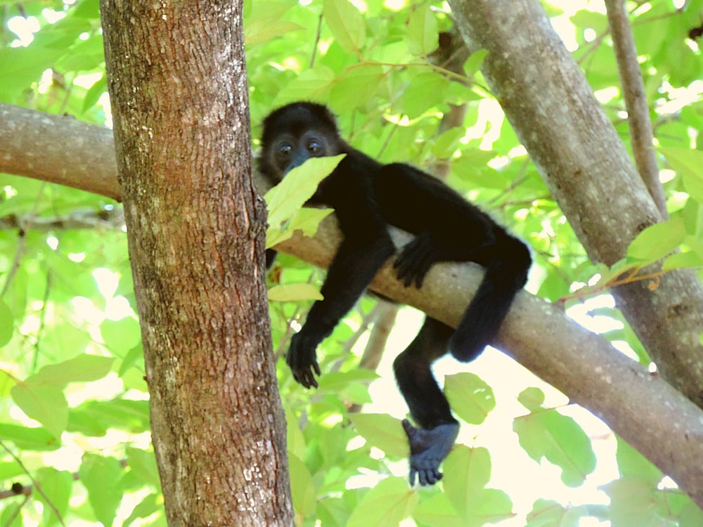 Angels Ecolodge