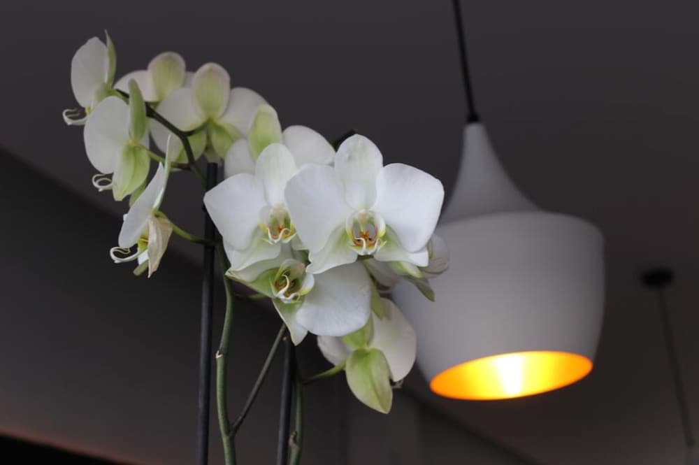 Hostal Baleàric - Adults Only