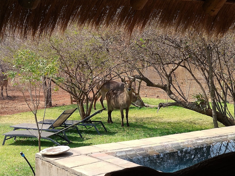 Call of the Wild Lodge