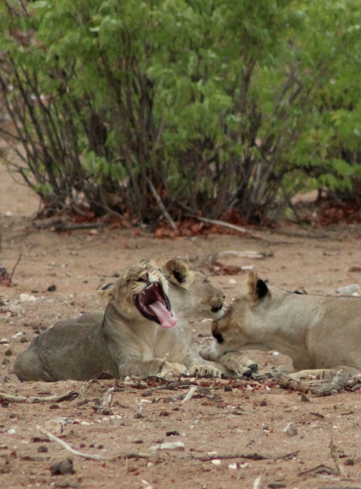 Hobatere Lodge