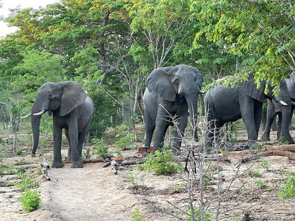 Chamabondo Tented Camp