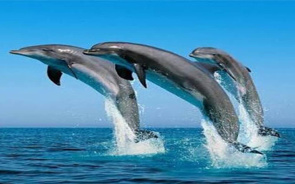 MDF Beach Resort And Day Tours