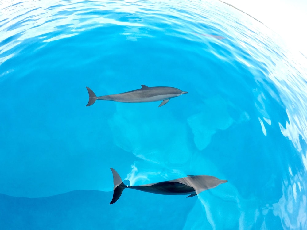 Ithaa Inn Kamadhoo photo 5