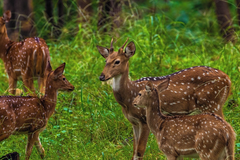 The Forest Chapter By Sayaji Madhai