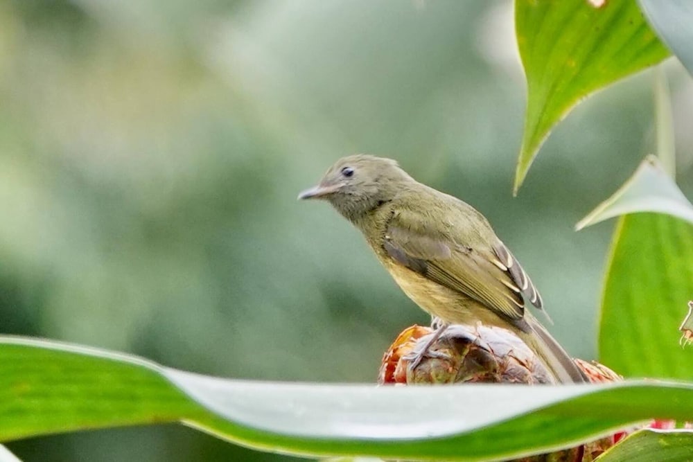 Pura Vidaville - Toucan's Nest