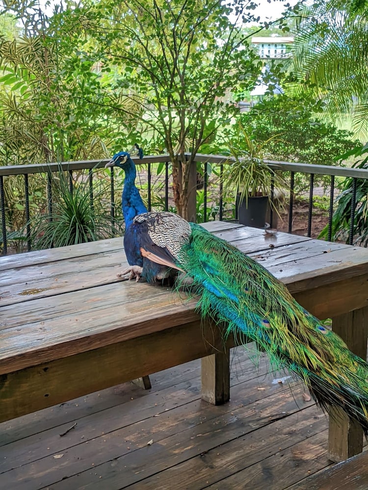 Quinta Pavo Real by Acomodo