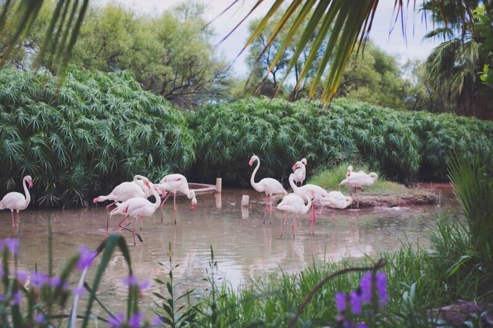 Mount Etjo Safari Lodge
