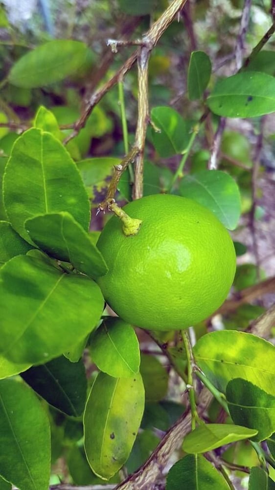 Cerrito Tropical