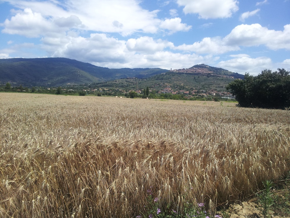 Il Gelso Di Mario